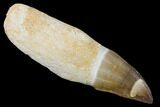 Serrated, Fossil Rooted Mosasaur (Prognathodon) Tooth - Morocco #163927-1